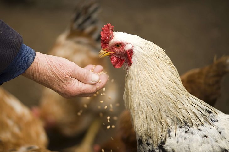 Poultry farming implementation