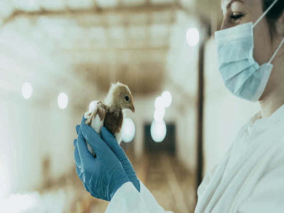 Smart poultry feeding technology