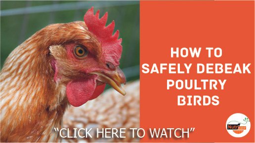 How to Achieve Faster Growth in Broiler Birds